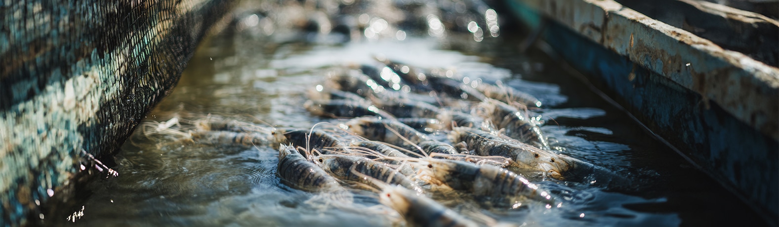 Aquaculture
