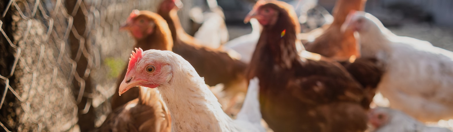 poultry