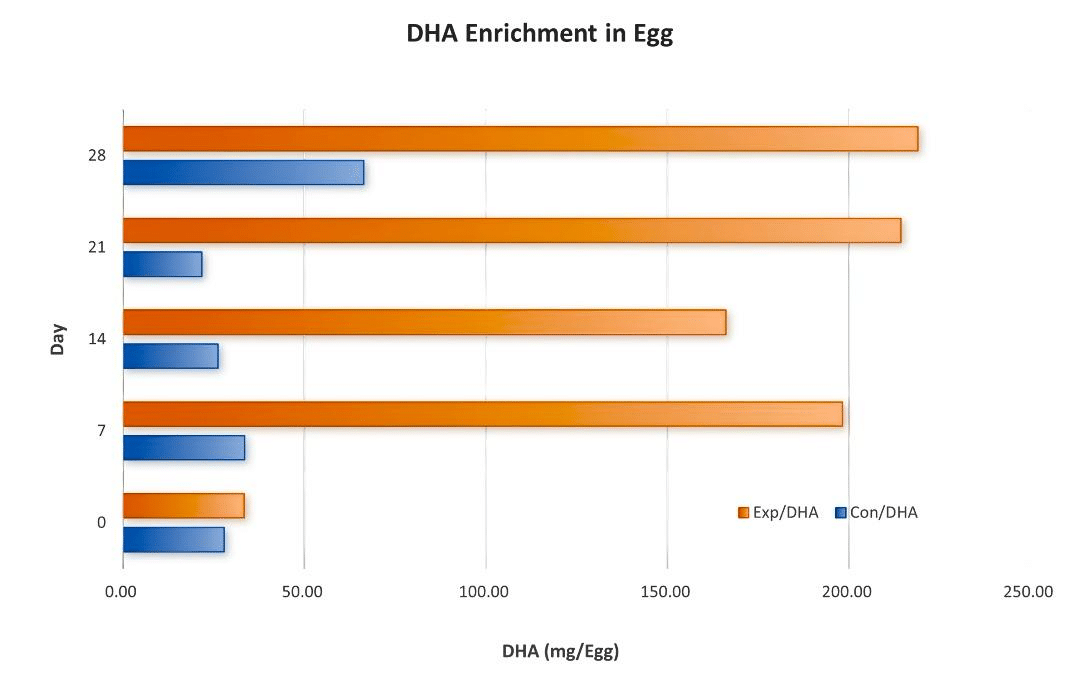 DHA Enrichment in Egg