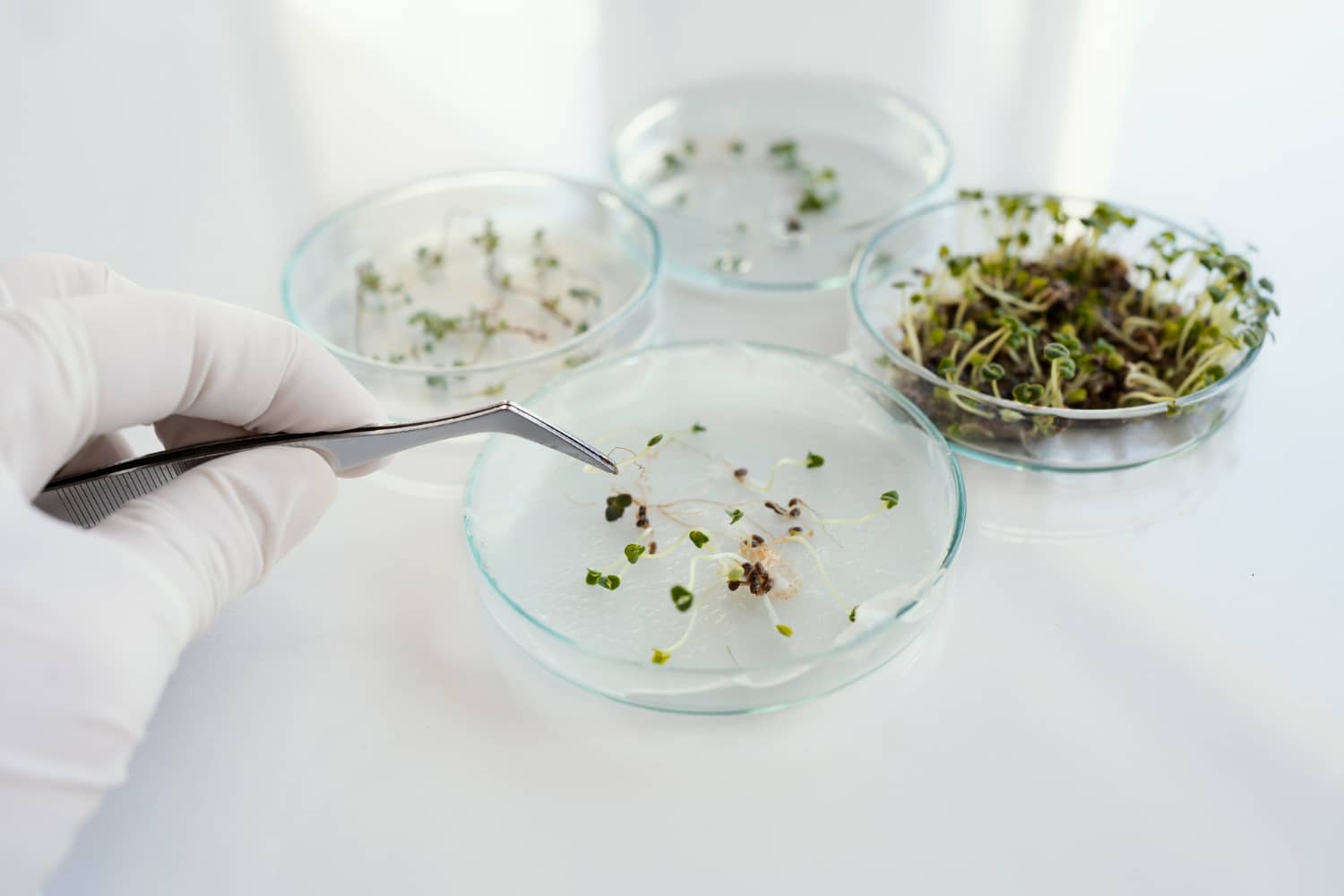 Microalgae Cultivation