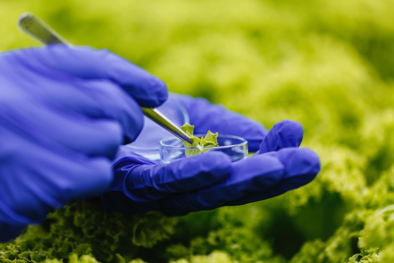 Green Extraction