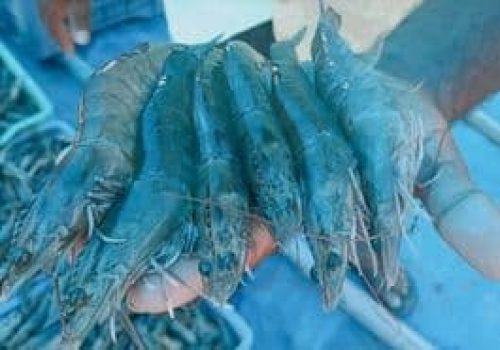 Aquaculture