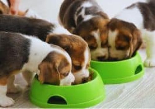 Pet Food